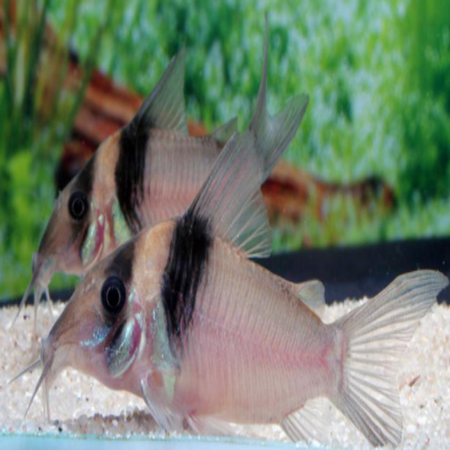 Corydoras Virginiae 4cm EXTRA LARGE - Nano Tanks Australia Aquarium Shop