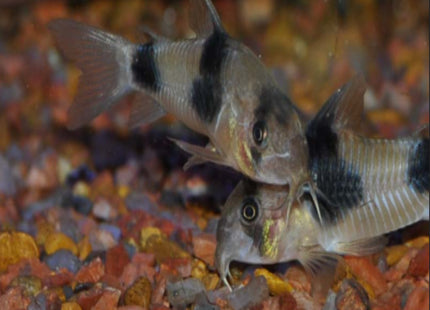 Corydoras Weitzmani - TWO SADDLE CORY - Nano Tanks Australia Aquarium Shop