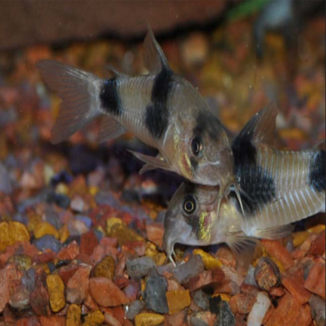 Corydoras Weitzmani - TWO SADDLE CORY - Nano Tanks Australia Aquarium Shop