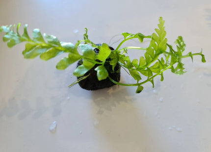 Crepidomanes Auriculatum bare root - Nano Tanks Australia Aquarium Shop