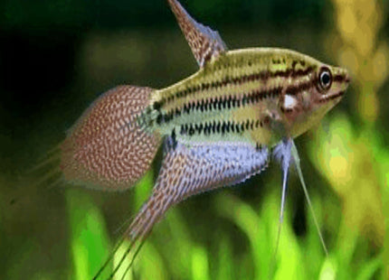 Croaking Gourami - Nano Tanks Australia Aquarium Shop