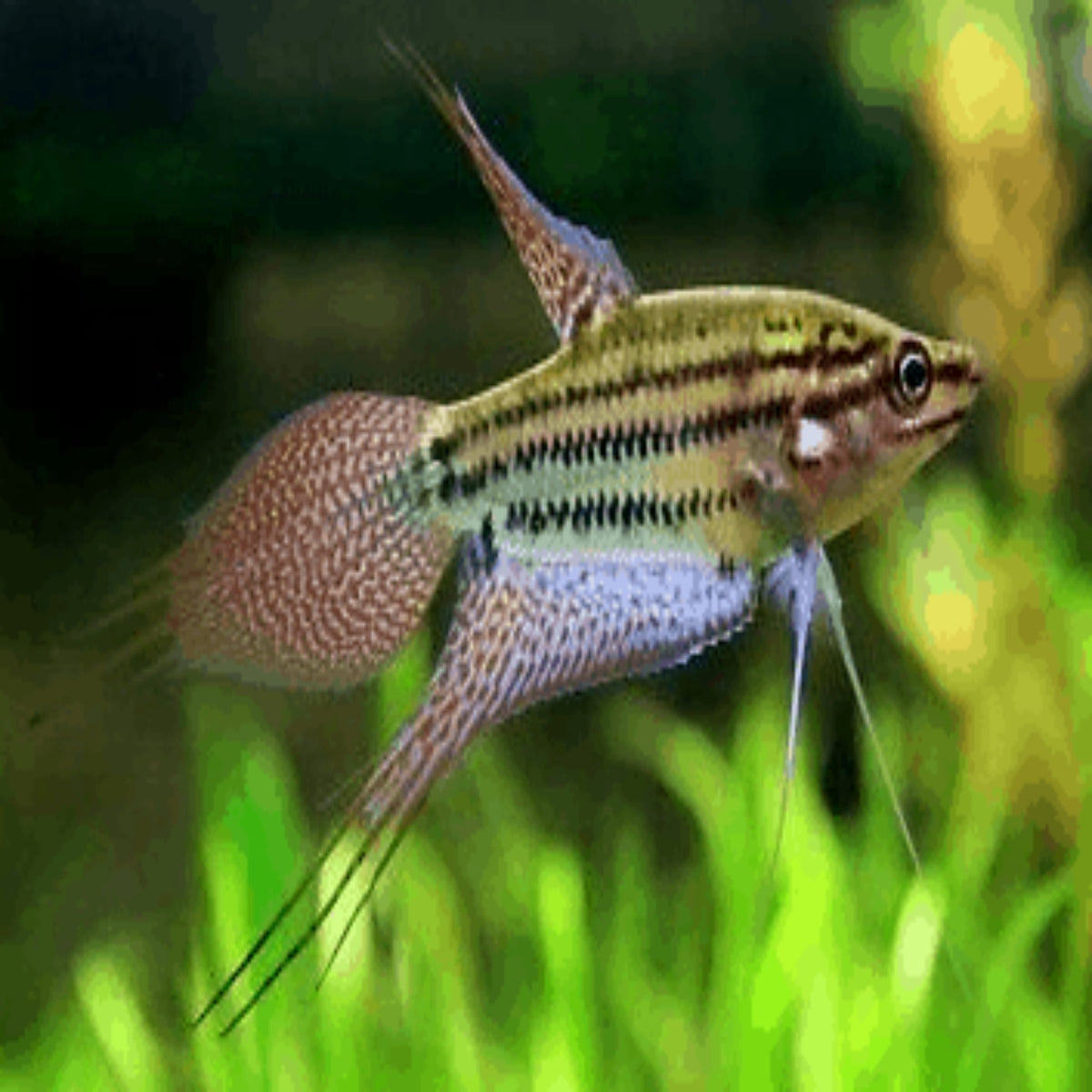 Croaking Gourami – Nano Tanks Australia Aquarium Shop