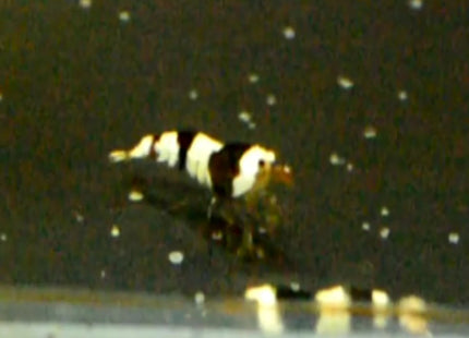Crystal Black Shrimps - Nano Tanks Australia Aquarium Shop