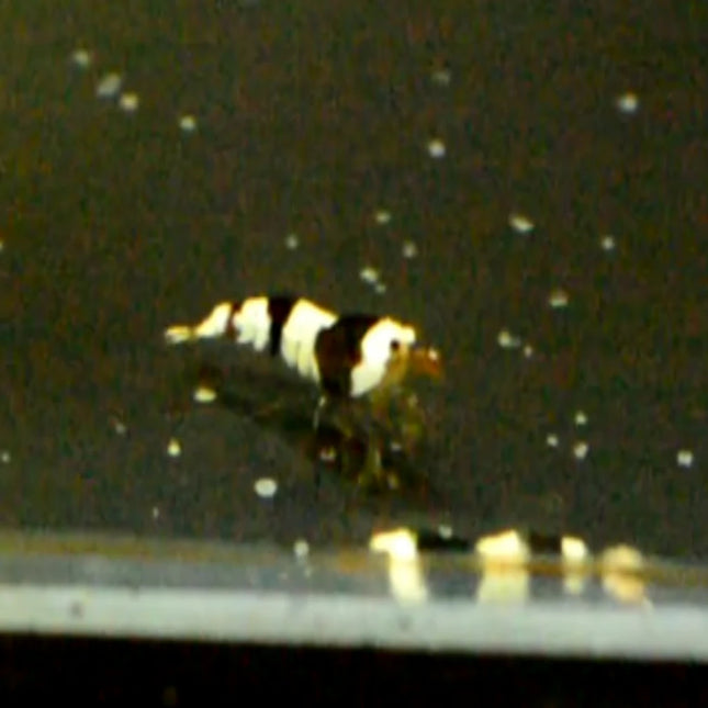 Crystal Black Shrimps - Nano Tanks Australia Aquarium Shop