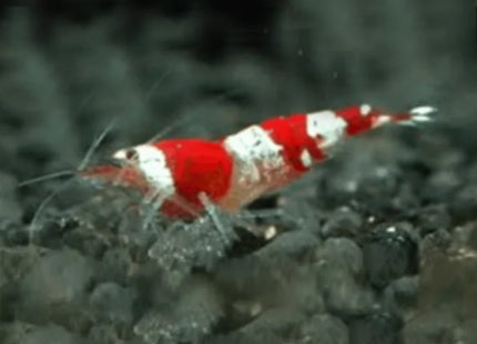 Crystal Red Shrimps CRS - Nano Tanks Australia Aquarium Shop