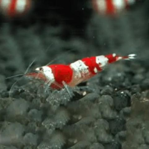 Crystal Red Shrimps CRS - Nano Tanks Australia Aquarium Shop