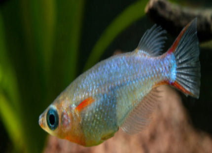 Daisy's Neon Blue Rice Fish Medaka - Nano Tanks Australia Aquarium Shop