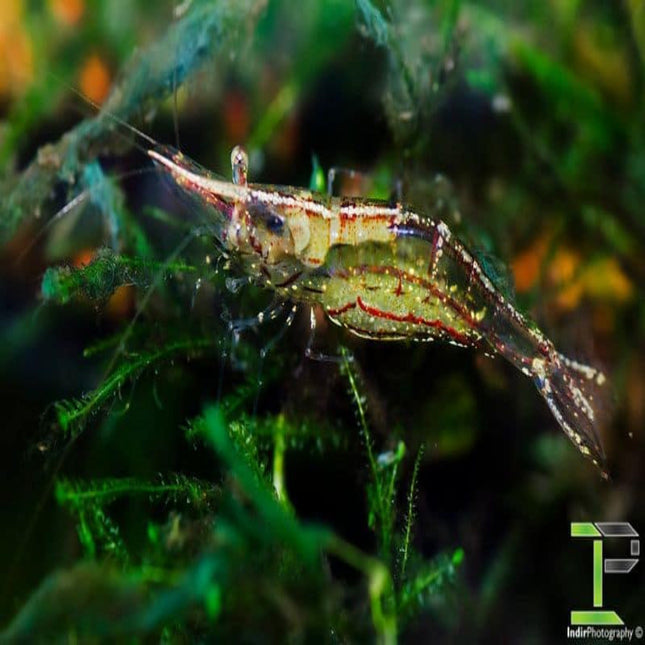 Darwin Algae Shrimp (Caridina sp NT nilotica) Caridina longisrostris - Nano Tanks Australia Aquarium Shop