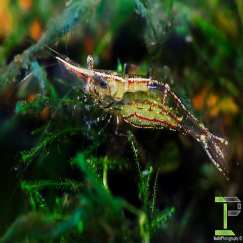 Darwin Algae Shrimp (Caridina sp NT nilotica) Caridina longisrostris - Nano Tanks Australia Aquarium Shop