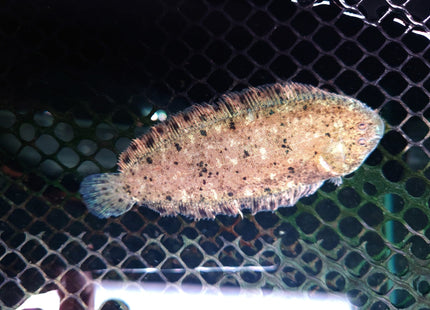 Darwin Feshwater Sole (8cm) - Nano Tanks Australia Aquarium Shop