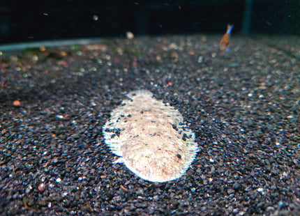 Darwin Feshwater Sole (8cm) - Nano Tanks Australia Aquarium Shop