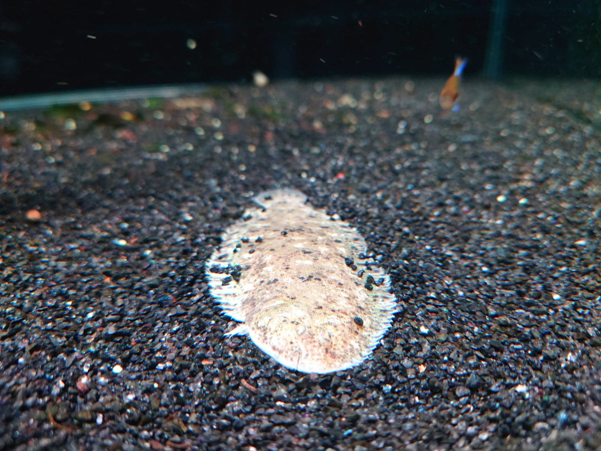 Darwin Feshwater Sole (8cm) - Nano Tanks Australia Aquarium Shop