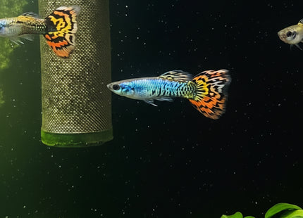 Dragon Guppy Males - Nano Tanks Australia Aquarium Shop