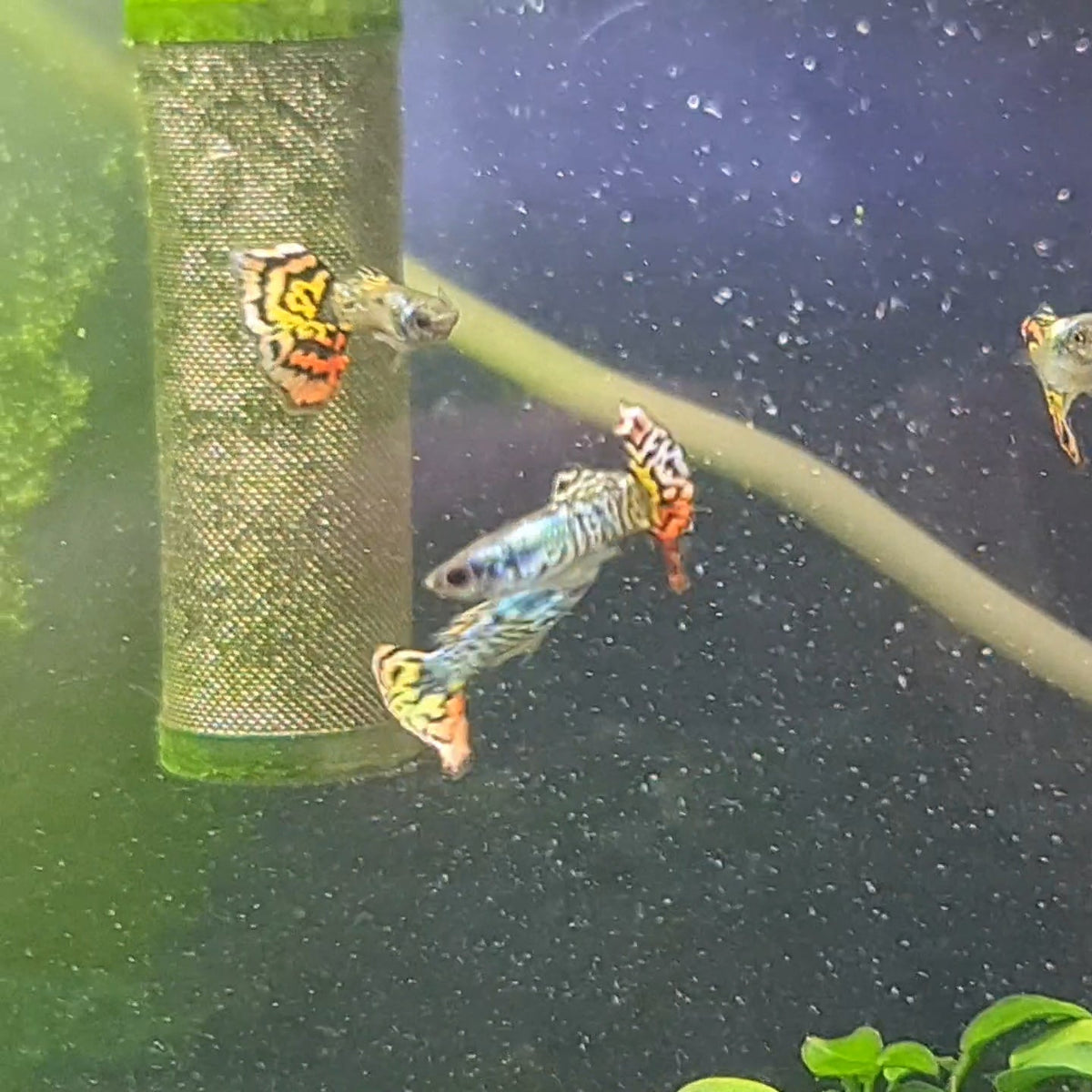 Dragon Guppy Males - Nano Tanks Australia Aquarium Shop