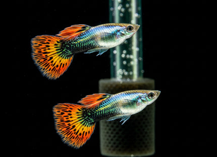 Dragon Guppy Males - Nano Tanks Australia Aquarium Shop