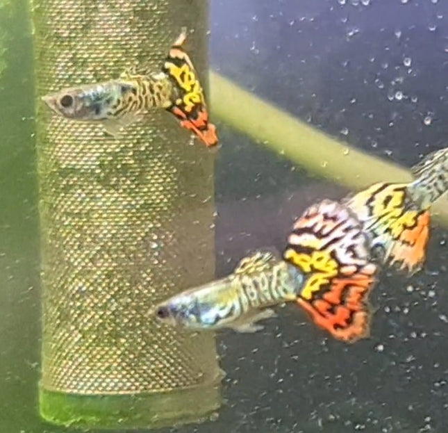 Dragon Guppy Males - Nano Tanks Australia Aquarium Shop