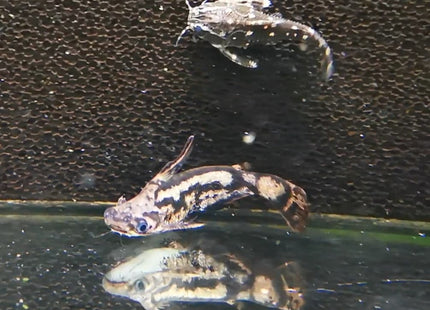 Driftwood Catfish 7cm - Nano Tanks Australia Aquarium Shop