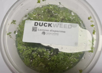 Duckweed (Lemna disperma) Starter Pack - Nano Tanks Australia Aquarium Shop