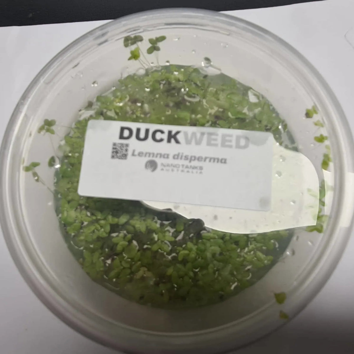 Duckweed (Lemna disperma) Starter Pack - Nano Tanks Australia Aquarium Shop
