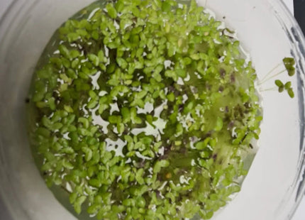 Duckweed (Lemna disperma) Starter Pack - Nano Tanks Australia Aquarium Shop