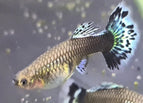 Female