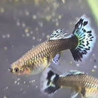 Female