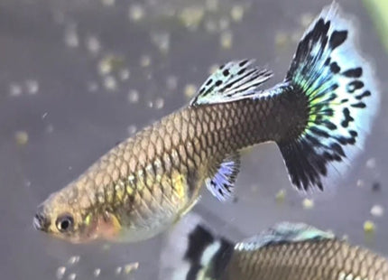Dumbo Mosaic Guppy (Variations exist) Sub Adults to Adults - Nano Tanks Australia Aquarium Shop