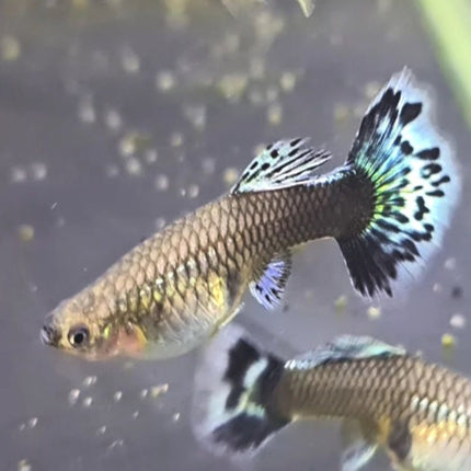 Dumbo Mosaic Guppy (Variations exist) Sub Adults to Adults - Nano Tanks Australia Aquarium Shop