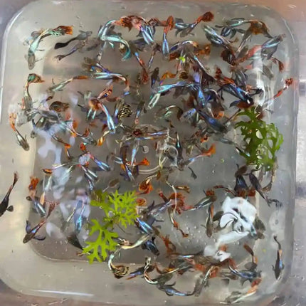 Dumbo Mosaic Guppy (Variations exist) Sub Adults to Adults - Nano Tanks Australia Aquarium Shop