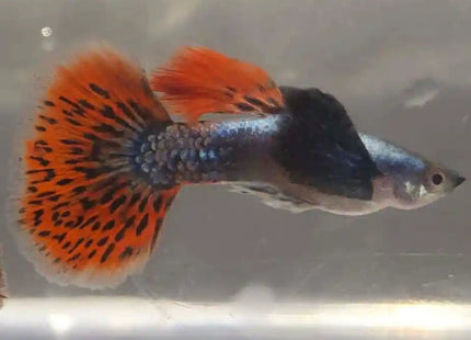 Dumbo Mosaic Guppy (Variations exist) Sub Adults to Adults - Nano Tanks Australia Aquarium Shop