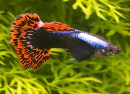 Dumbo Mosaic Guppy (Variations exist) Sub Adults to Adults - Nano Tanks Australia Aquarium Shop