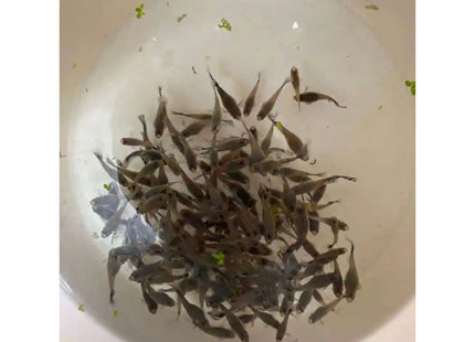Dumbo Mosaic Guppy (Variations exist) Sub Adults to Adults - Nano Tanks Australia Aquarium Shop