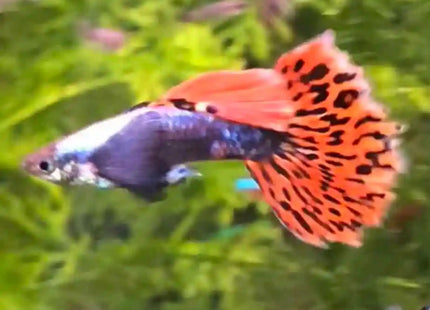 Dumbo Mosaic Guppy (Variations exist) Sub Adults to Adults - Nano Tanks Australia Aquarium Shop