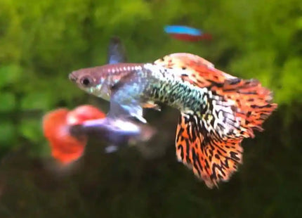 Dumbo Mosaic Guppy (Variations exist) Sub Adults to Adults - Nano Tanks Australia Aquarium Shop