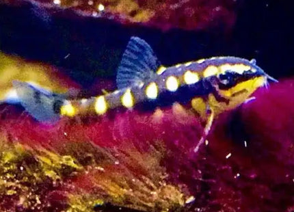 Dwarf Chain Loaches Sidthimunki - Nano Tanks Australia Aquarium Shop