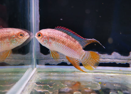 Dwarf Flag Cichlid (Laetacara Curviceps) - Nano Tanks Australia Aquarium Shop