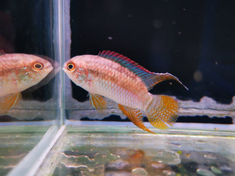 Dwarf Flag Cichlid (Laetacara Curviceps) - Nano Tanks Australia Aquarium Shop