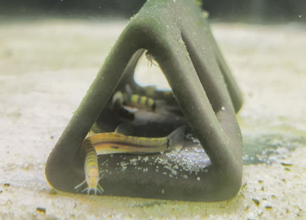 Dwarf kuhli loach - Nano Tanks Australia Aquarium Shop