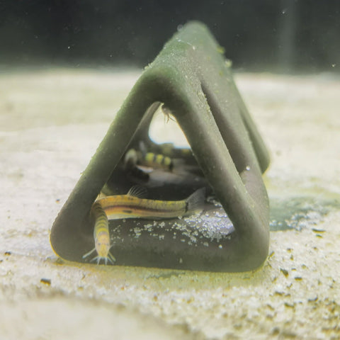 Dwarf kuhli loach - Nano Tanks Australia Aquarium Shop