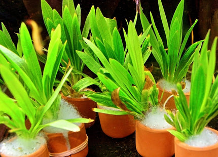 Echinodorus horemanii in terracotta pot - Nano Tanks Australia Aquarium Shop