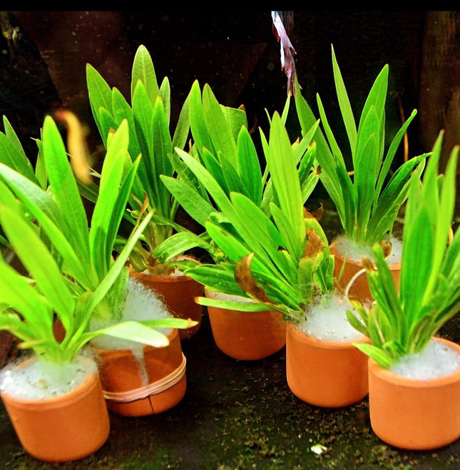 Echinodorus horemanii in terracotta pot - Nano Tanks Australia Aquarium Shop