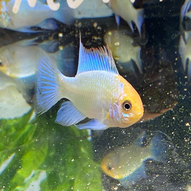 Electric Blue Rams - Nano Tanks Australia Aquarium Shop