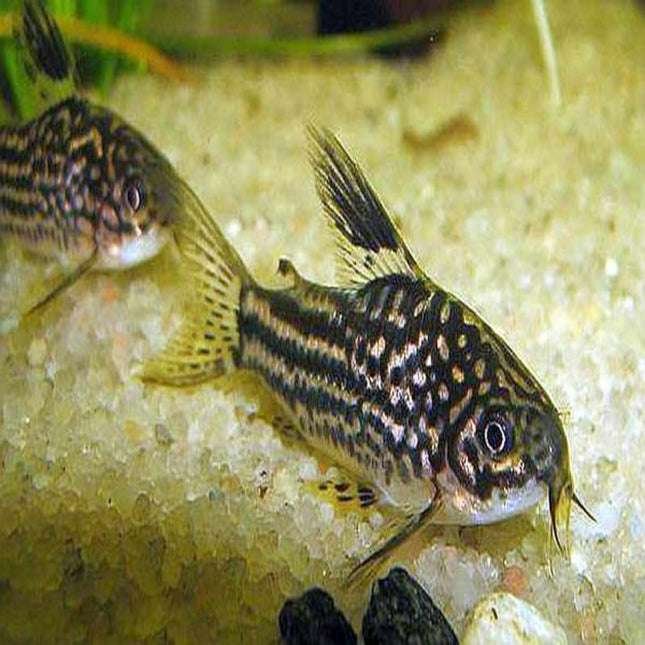 Elegant Corydoras (Corydoras elegans) - Nano Tanks Australia Aquarium Shop