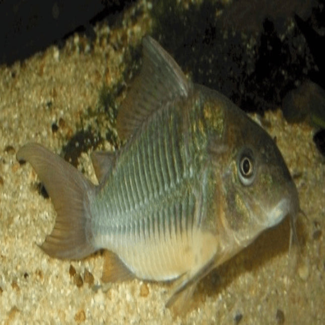 Emerald Catfish Brochis Splendens - Nano Tanks Australia Aquarium Shop