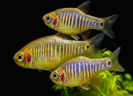 Emerald Dwarf Rasbora Danio erythromicron - Nano Tanks Australia Aquarium Shop