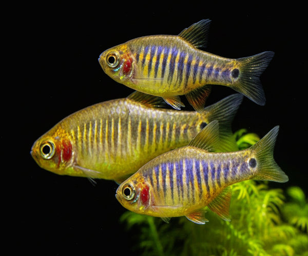 Dwarf Emerald Rasbora Tank Size