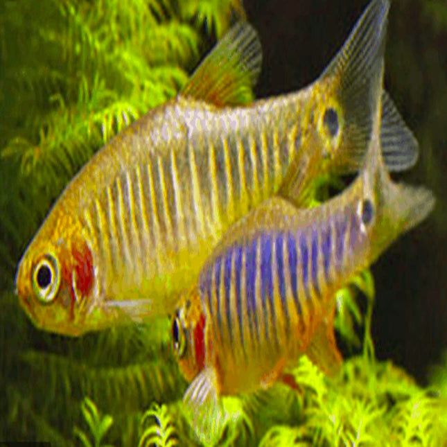 Emerald Dwarf Rasbora Danio erythromicron - Nano Tanks Australia Aquarium Shop