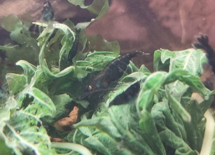 Emerald Green Cherry Shrimp - Nano Tanks Australia Aquarium Shop