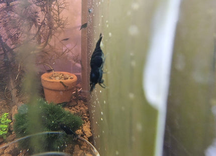 Emerald Green Cherry Shrimp - Nano Tanks Australia Aquarium Shop
