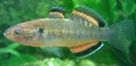 Empire Gudgeon - Nano Tanks Australia Aquarium Shop